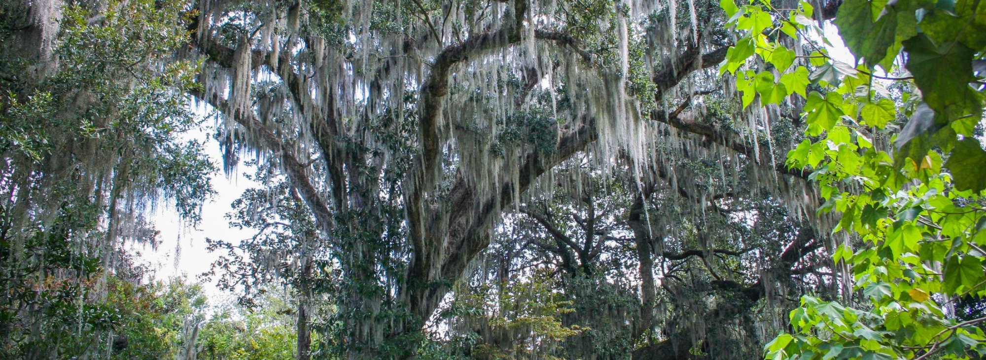 Endodontics Sugar Land TX, Endodontist