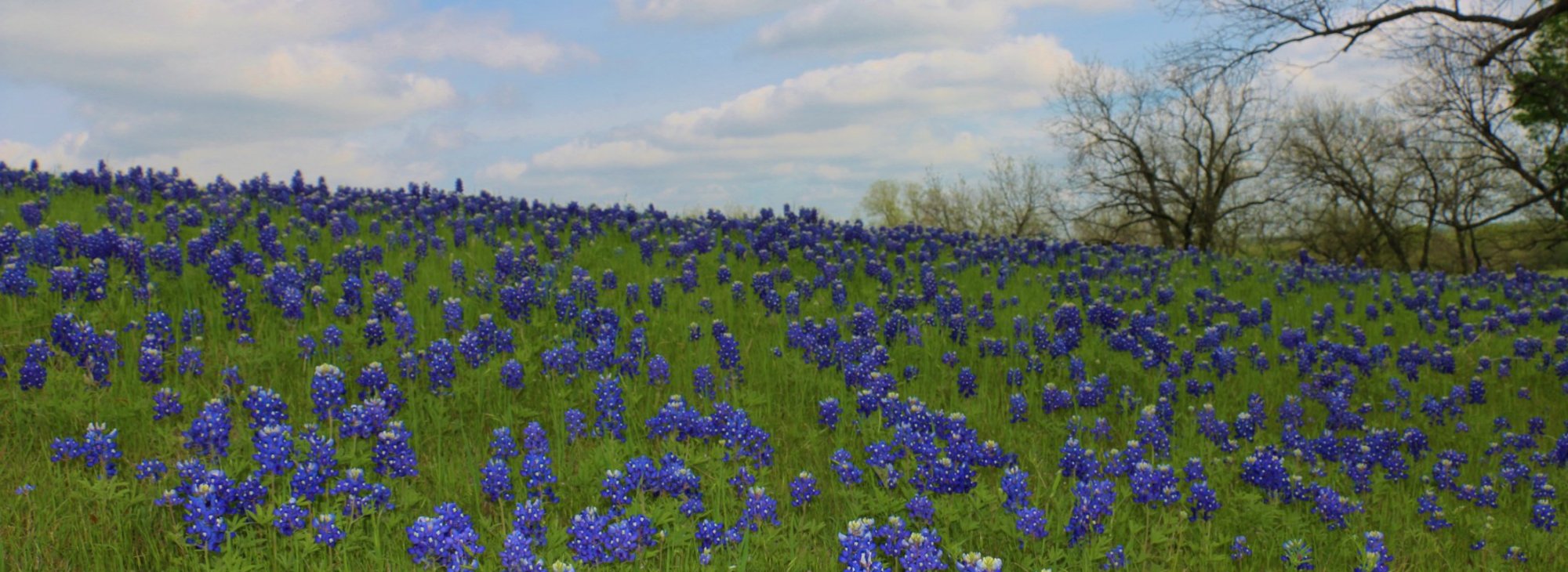 Endodontics Sugar Land TX, Endodontist